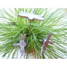 Lot de trois libellules en céramique pour les jardins et jardinières, couleur elsass café Lot de trois libellules en céramique pour les jardins et jardinières, couleur elsass café