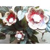 Poppies fleurs en céramique pour les jardinières, série de trois fleurs rot und wiss