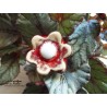 Poppies fleurs en céramique pour les jardinières, série de trois fleurs rot und wiss