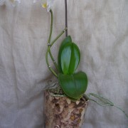 pot à orchidée