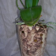 pot à orchidée