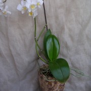 pot à orchidée