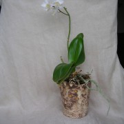 pot à orchidée