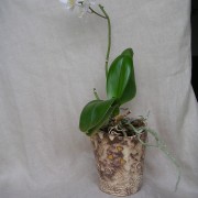 pot à orchidée