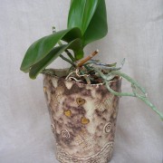 pot à orchidée